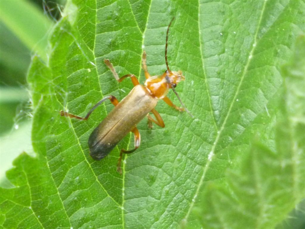 Cantharis livida?